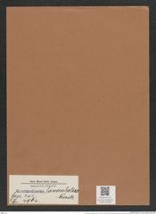 Coscinodiscus lanceolatus Castr. (de-Toni-Nr.: Genus 202, Species 4964) Zeichnungen Sammlung Grunow Mappe 04780 (Herbarium_W_Grunow_drawings_Folder_04780)